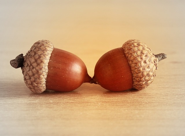 acorn