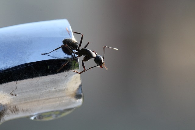 ant