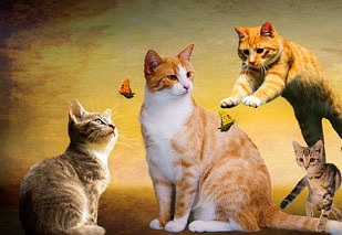 cat