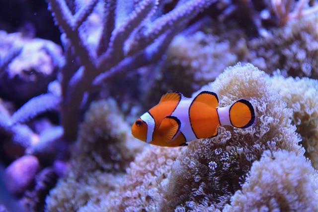 fish