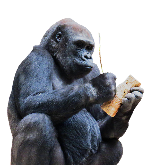 gorilla