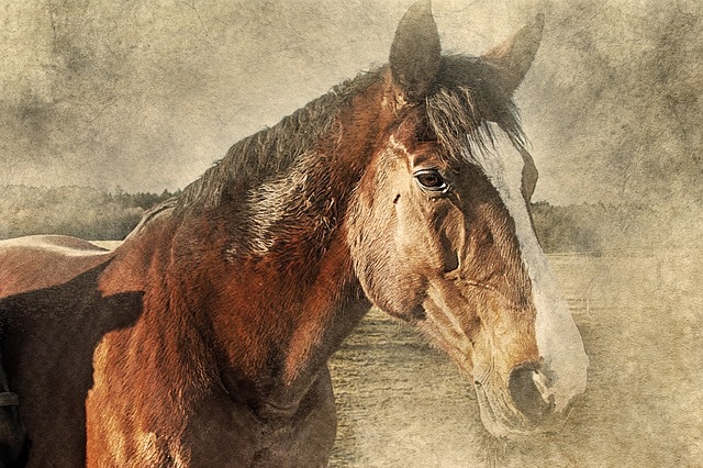 horse