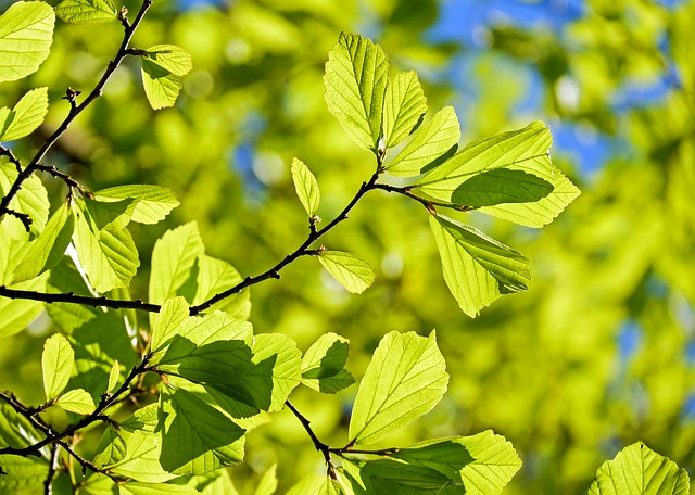 leaf