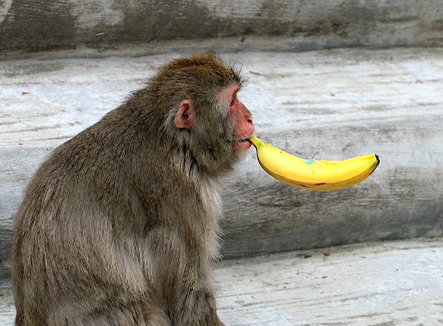 monkey