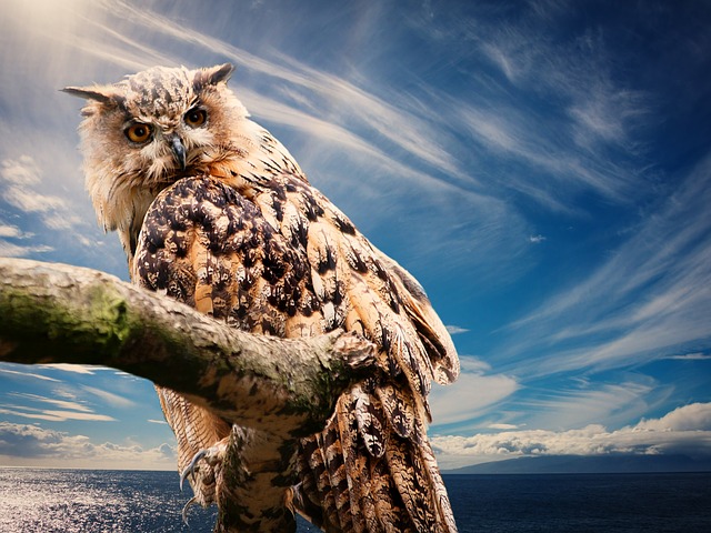 owl