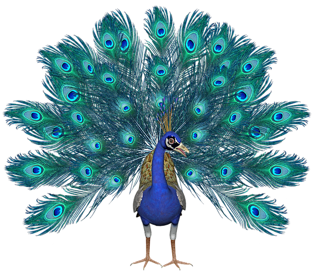 peacock