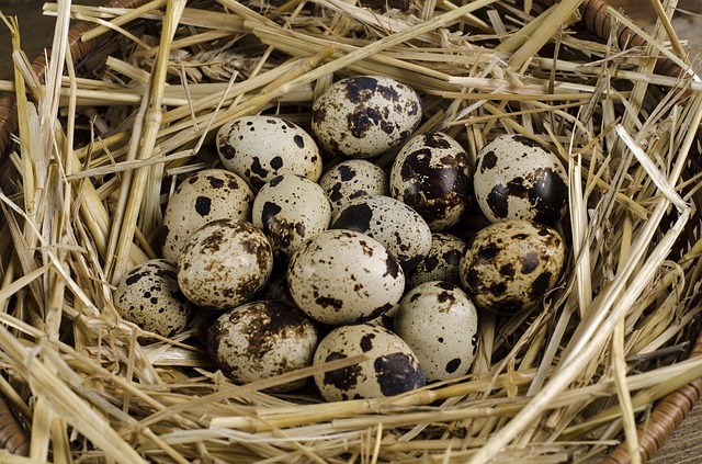 quail