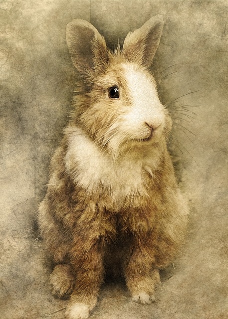 rabbit