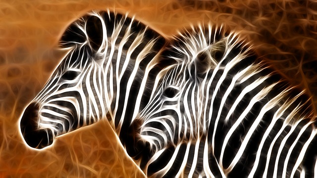 zebra