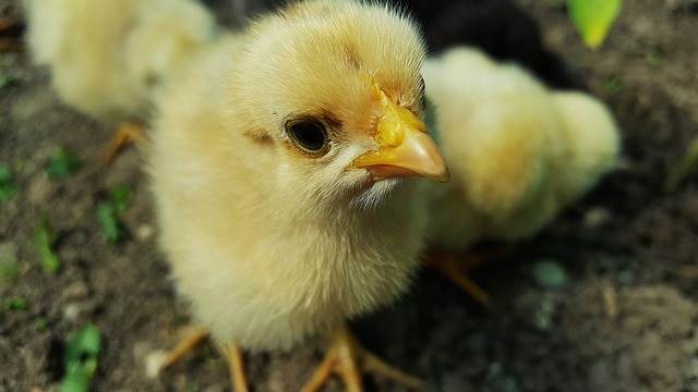 ひよこ