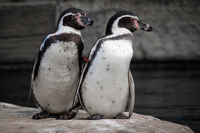 ペンギン