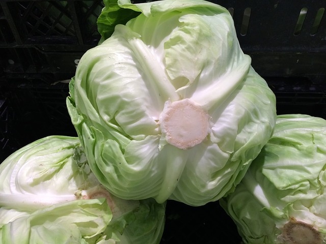 キャベツ