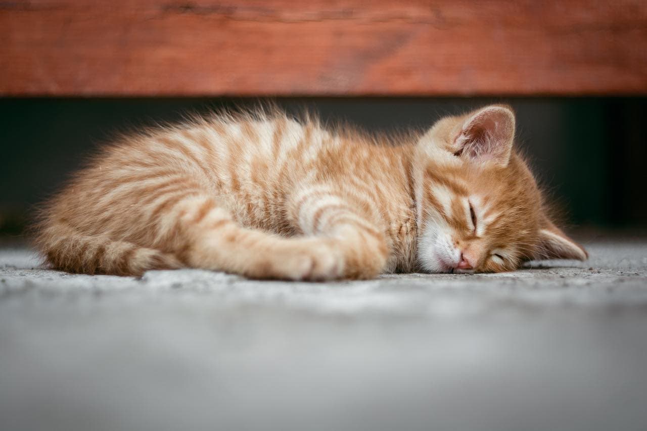 眠った