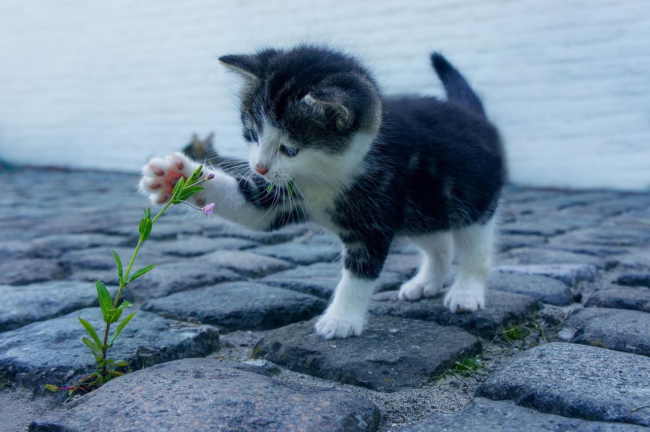 可愛い
