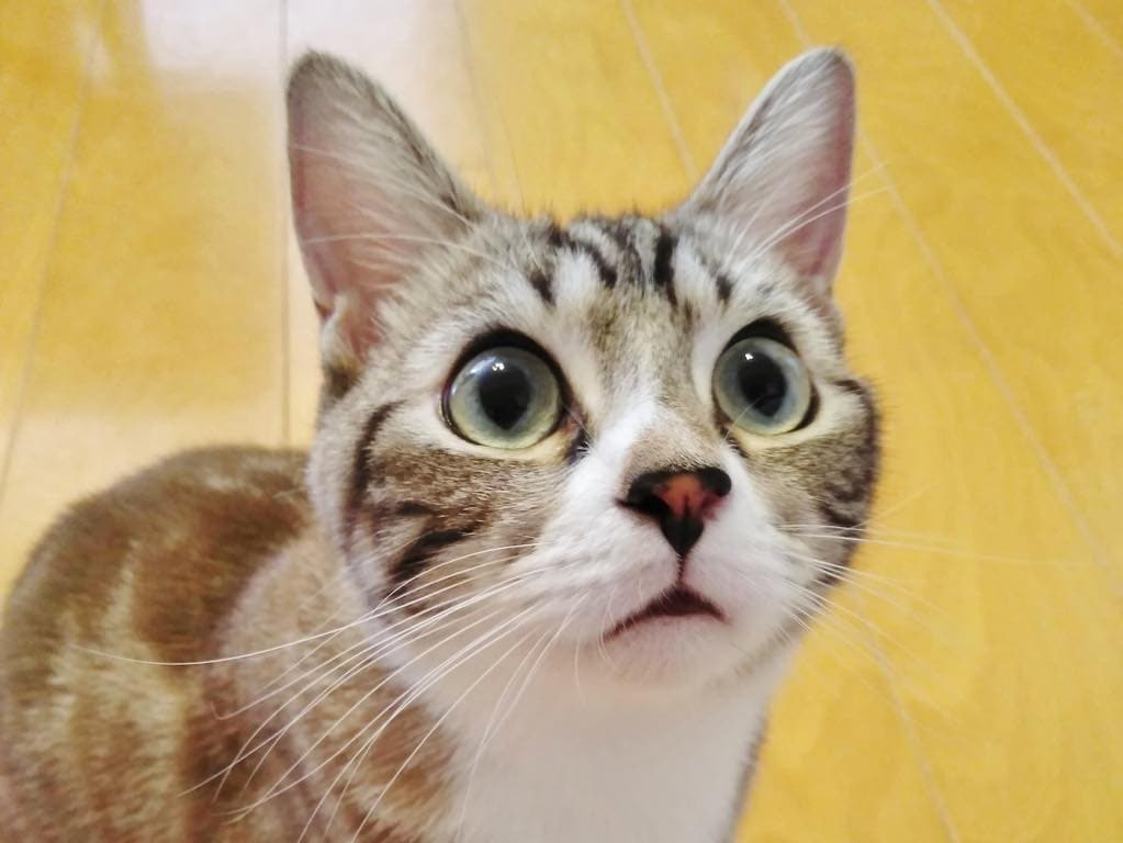 目を大きく開けて貰えますか?