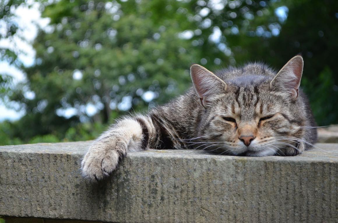 目が眠たそうです。